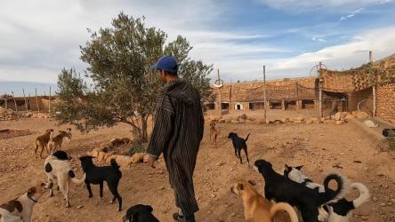 chiens-du-maroc